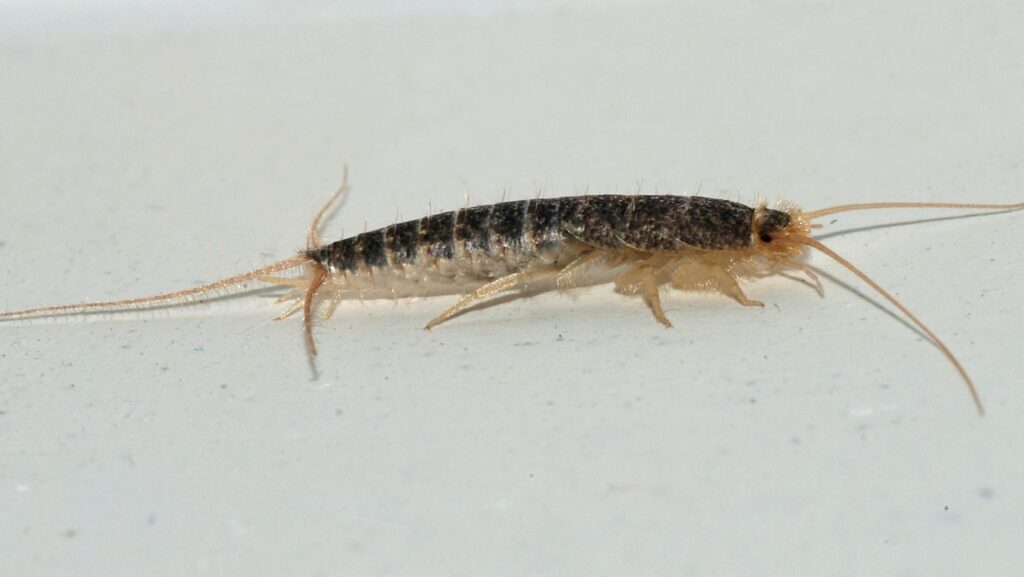 What is a silverfish?