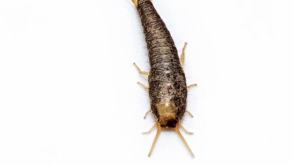 What Attracts Silverfish to Your Home?