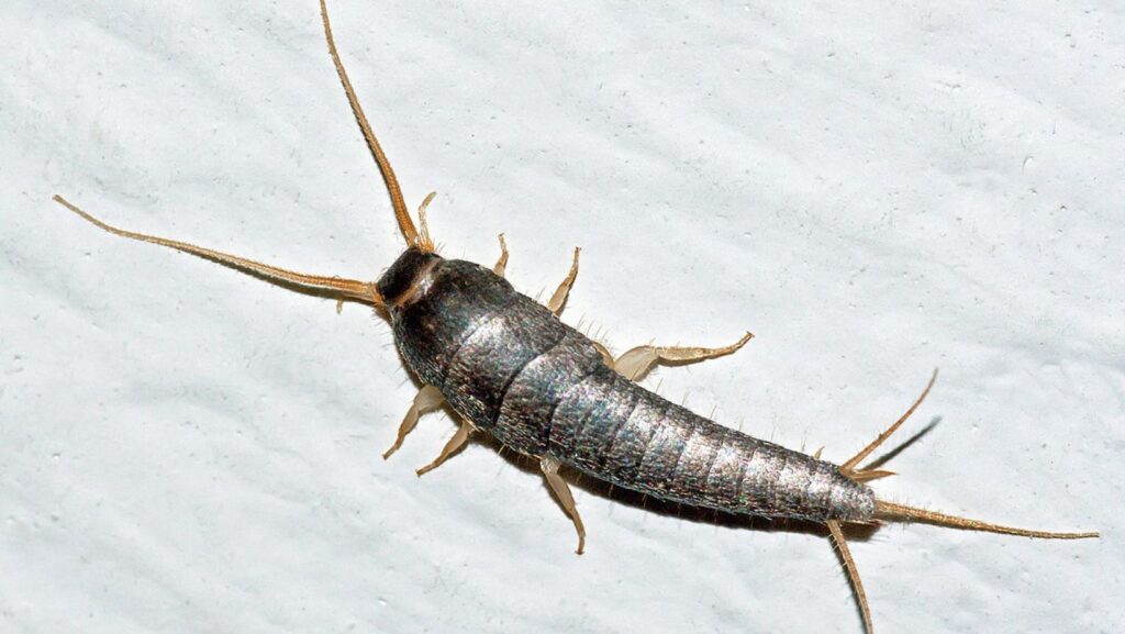 How Can You Get Rid of Silverfish